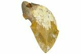 Partial Fossil Megalodon Tooth From Morocco - Rare Location #365224-1